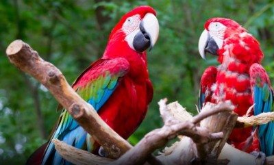 Costa Rica: Naturaleza, Volcanes y Playa