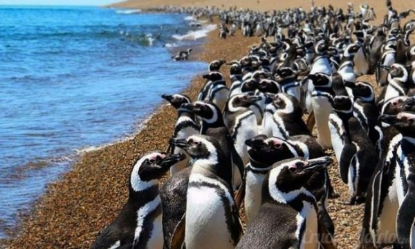 PUERTO MADRYN - avistaje de ballenas!  - TODO INCLUIDO!