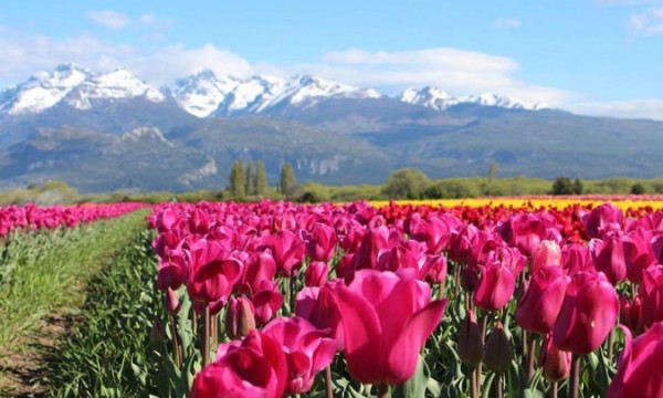 Esquel campo de Tulipanes
